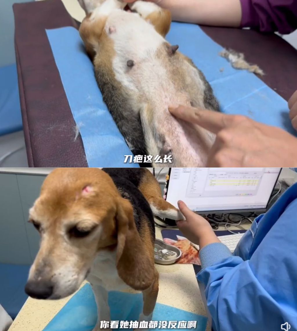 经医师检查发现小狗的耳朵上有编码，且疑似刚生产完。 （图/翻摄自霍思燕微博）
